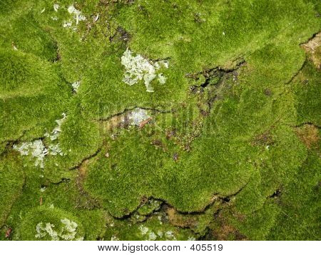 Textura