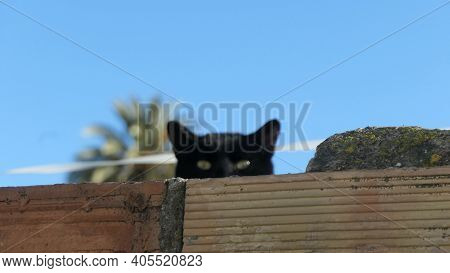 Out Off Ocus Spanish Black Cat Looking At Photographer Old Border Wall In Andalusian Village