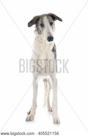 Young Borzoi In Front Of White Background