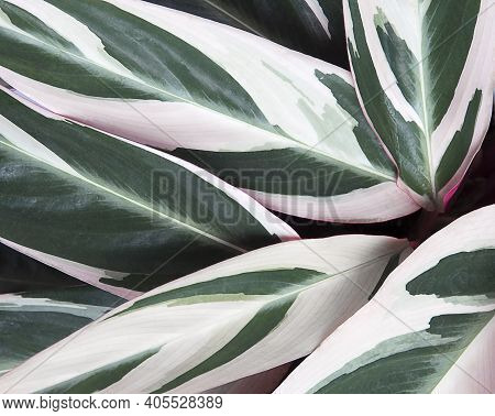 Variously Striped Leaf Background, Pinstripe Leave Texture. Stromanthe Plant With Red, Green And Yel