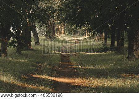 Abandoned Green Alley With Old Linden Trees