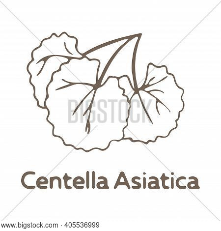 Hand Drawn Leaves And Stem Of Centella Asiatica Isolated On White Background, Vector Illustration In