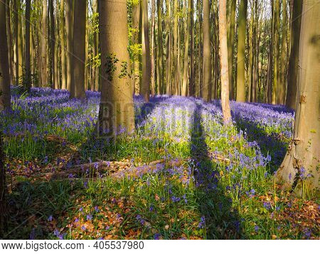 Early Morning Sun Beams Shining Through Beech Woodland Casting Long Shadows On The Purple Carpet, Ha