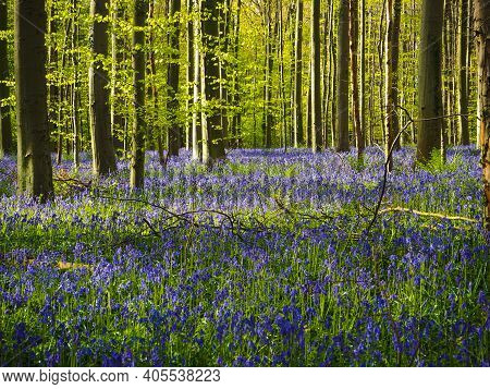 Gorgeous Bluebell And Beech Woodland, Hallerbos, Belgium