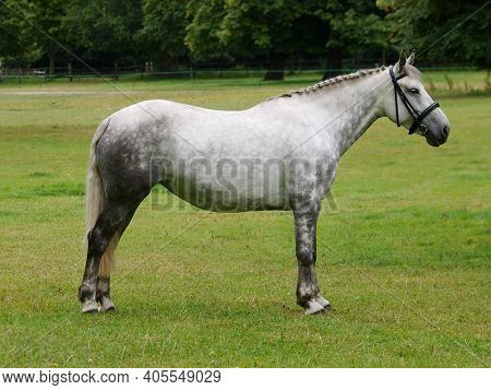 A Handsome Grey Plaited Horse In A Snaffle Bridle.
