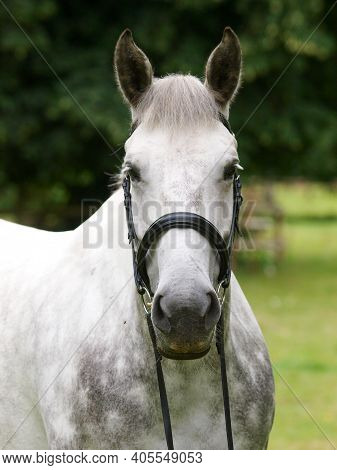 A Head Shot Of A Dapple Grey Horse In A Snaffle Bridle.