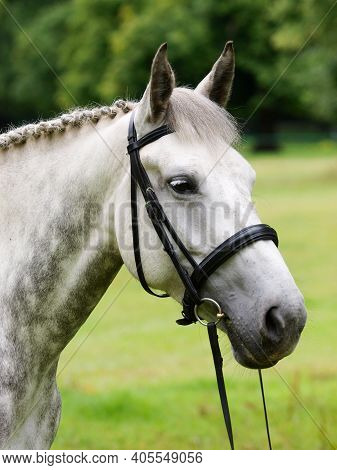 A Head Shot Of A Dapple Grey Horse In A Snaffle Bridle.
