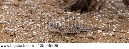 Steppe Runner Lizard Or Eremias Arguta On Sand.