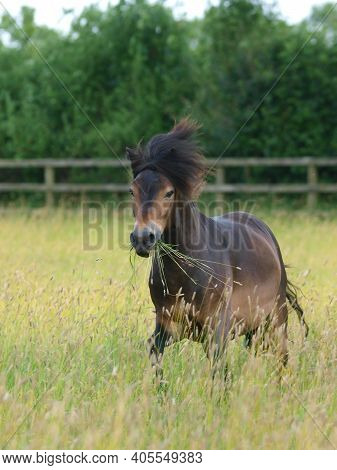 A Rare Breed Exmoor Pony Canters Through  A Paddock Of Long Summer Grass.