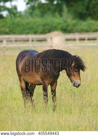 A Rare Breed Exmoor Pony Stands In A Paddock Of Long Summer Grass.