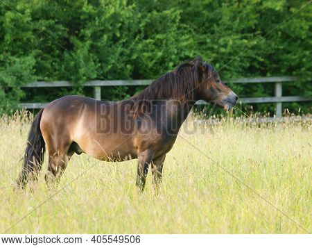 A Rare Breed Exmoor Pony Stands In A Paddock Of Long Summer Grass.