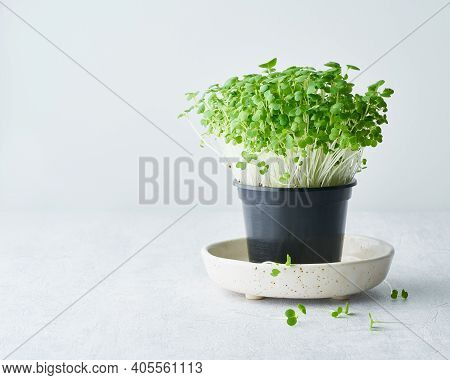 Bok Choy Microgreens In Pot On Plate. Aragula, Edible Root Vegetable. Young Plants, Seedlings And Sp