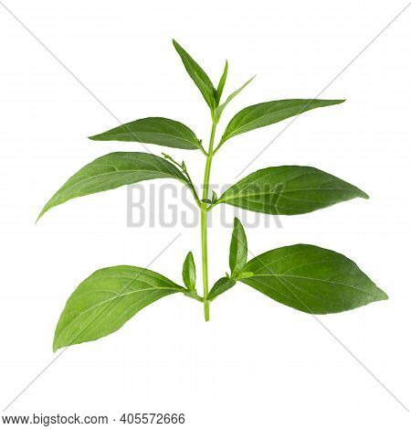 Andrographis Paniculata, Green Chirayta, King Of Bitters Leaf Isolated On Awhite Background