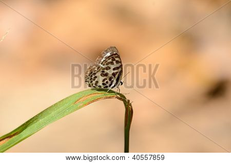 Fælles Plerrot sommerfugl (castalius Rosimon)