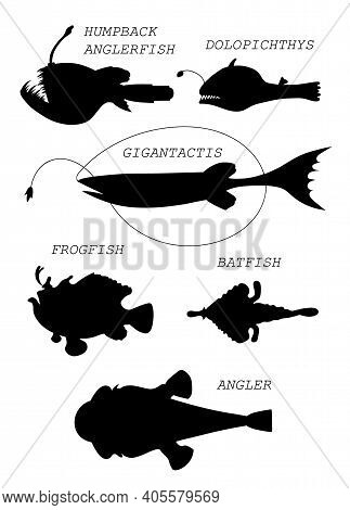Deep-sea Fishes. Black Silhouette Vector Illustratuin Collection.