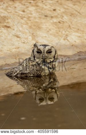 Close Up View Of A Indian Scops Owl Or Otus Bakkamoena Owlet Bird With Reflection In Water Quenching