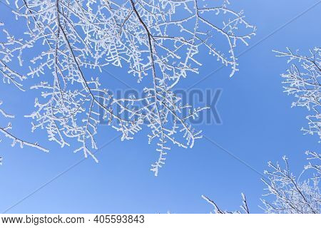 Branches Of Trees Covered With Frost On Blue Sky Background. Winter Landscape. Soft Focus