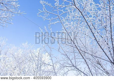 Winter Landscape. Branches Of Trees Covered With Frost On Blue Sky Background. Soft Focus