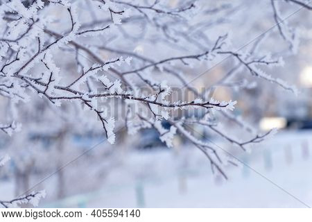 Branch Of Tree Covered With Frost. Winter Landscape. Soft Focus