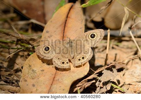 Comune quattro-anello farfalla (ypthima Similis)