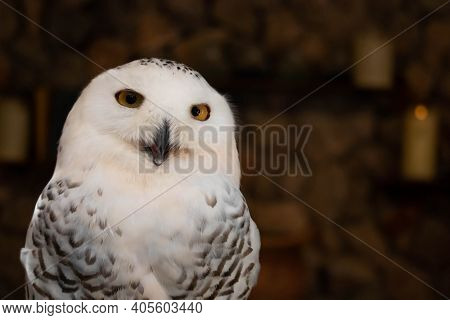 Beautiful Eagle Owl Sitting On The Stone. Wildlife Scene From Nature.