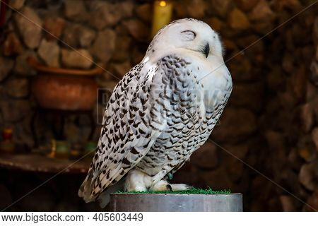 Beautiful Eagle Owl Sitting On The Stone. Wildlife Scene From Nature.