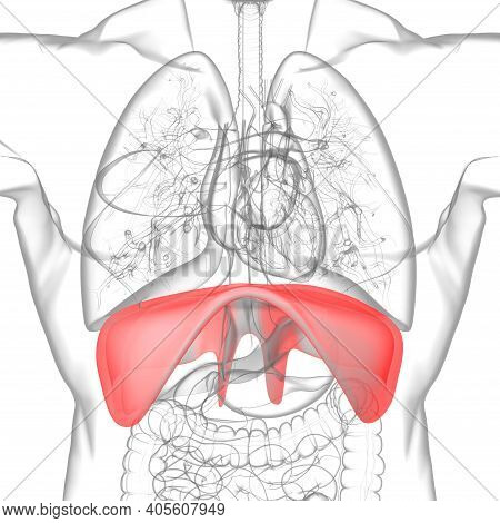 Diaphragm Human Respiratory System Anatomy For Medical Concept 3D Rendering