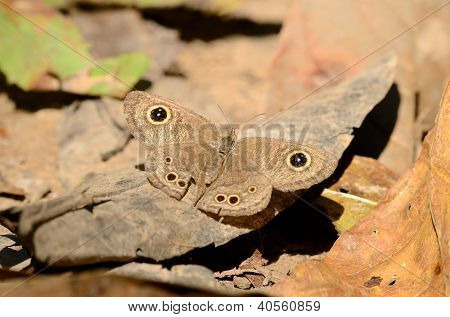 Comune quattro-anello farfalla (ypthima Similis)