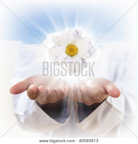 Eine Kamille-Blume und Menschenhand illustration