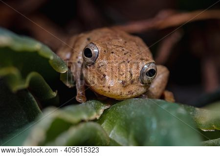 Antioquia Endemic Frog Hidden On Some Leaves