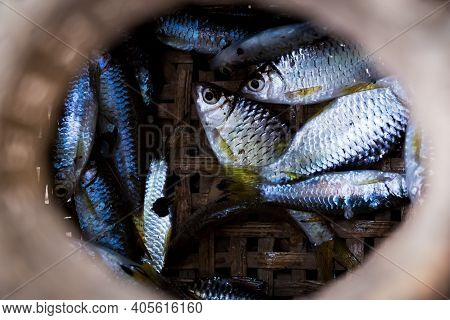Closeup Image. Many Fish Are Caught In The Creel Fishtrap To Make Food For People.