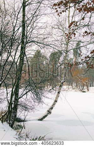 Unusual Crooked Birch Tree Trunk In Snow. Scenic Landscape Of Frozen Lake And Shore In Snow. Scenic 