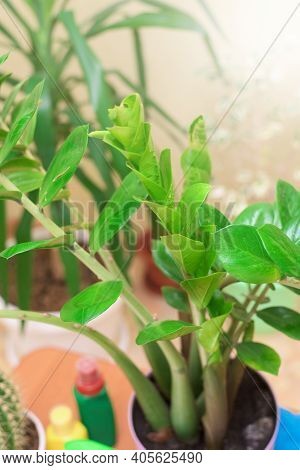 Zamioculcas. Home Care For Houseplants, Spray Home Flowers With A Spray Gun. Fertilizers For Flowers