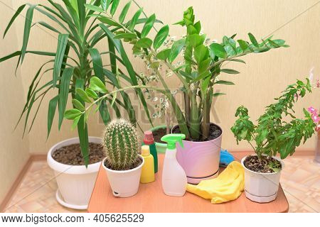 Home Care For Houseplants, Spray Home Flowers With A Spray Gun. Fertilizers For Flowers In Bottles.