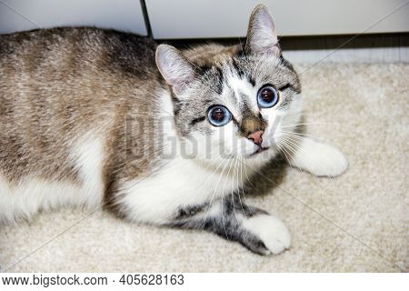 American Shorthair Ketten On Blue Sofa With Funny Face. A Cat With Big Blue Eyes