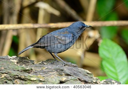 Robin White-tailed maschio