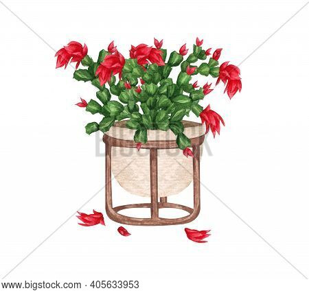 Blooming Christmas Cactus In A Pot. Watercolor Illustration Isolated On White Background. Houseplant