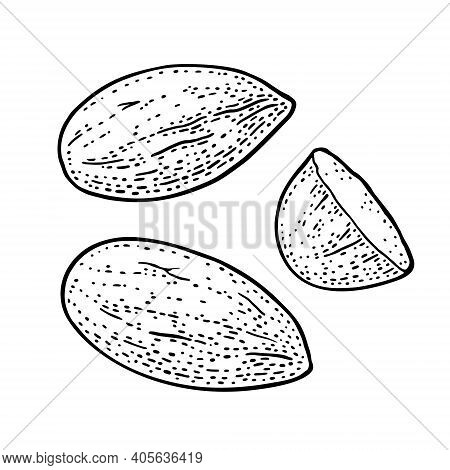 Two Whole And One Half One Half Almonds Nuts Without Shell. Vector Vintage Engraving