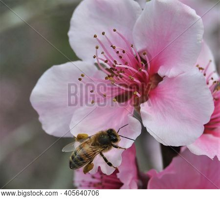 Closeup Of Bee On Pink Cherry Blossom.