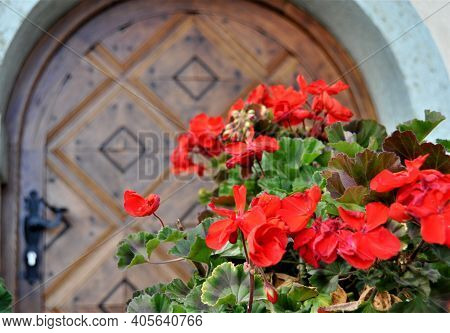Red Geranium Flowers Against Old Wooden Door With Triangle Design.