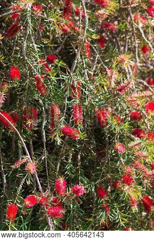 Lush Red Flowers, Beautiful Siberian Beetroot, Mirtov Family, Bush In The Park Are Southern Cultures