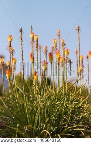 Beautiful Yellow Red Flowers Kniphofia Closeup Park Of Southern Cultures Of The City Of Sochi, Russi