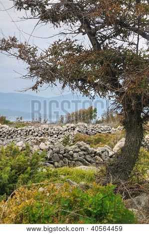 Græsgange drystone vægge nær Rudine Krk ø Kroatien
