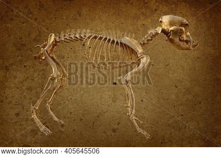 Canine skeleton in retro style, French bulldog dog with brachycephalic features, 3d illustration