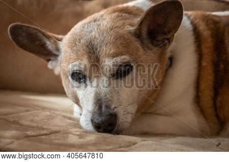 A Senior Jack Russell Terrior Relaxes On A Couch.