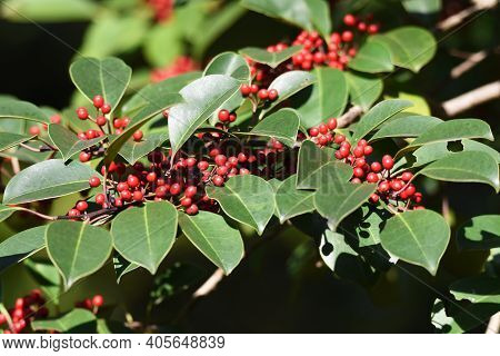 Ilex Rotunda Berries / Aquifoliaceae Ever Green Tree