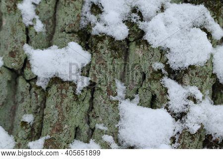 Snow On The Bark Of A Pine Tree In The Winter Forest.