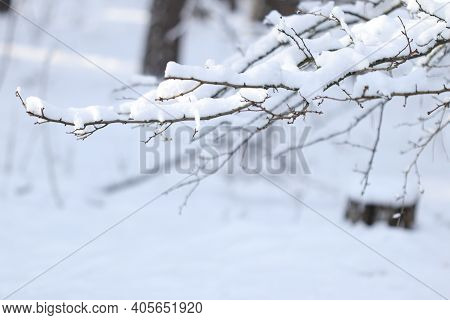 Snow On A Tree Branch In The Winter Forest.