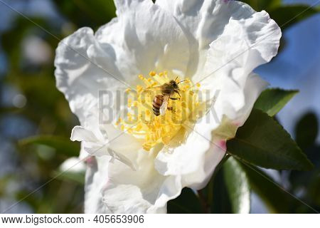 Sasanqua (camellia Japonica) Flowers / Theaceae Evergerrn Tree.