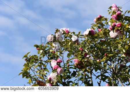Sasanqua (camellia Japonica) Flowers / Theaceae Evergerrn Tree.